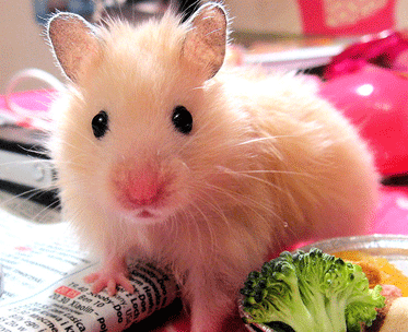 Hamster