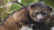 5-olinguito-carnivoro-andes-colombia-ecuador