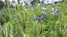 1-chocho-vaina-cultivo-sierra-centro