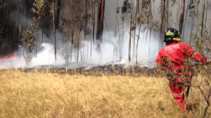 5-detenido-sospechoso-incendio-parque-metropolitano-quito