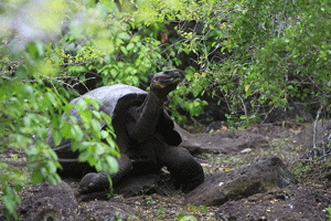 3-tortugas-galapagos-conservación-archipielago