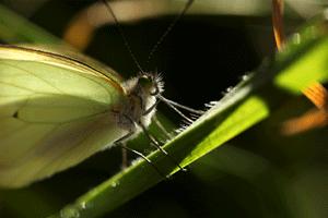 Mariposa blanca que se verá en la exposición