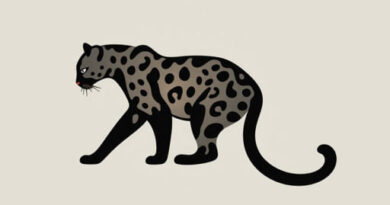 Appearance Of Amur Leopard