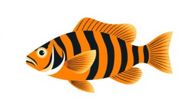 Tiger Barb Tank Mates