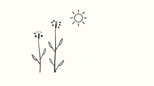 When To Desiccate Canola