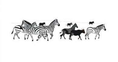 Zebra And Wildebeest Migration
