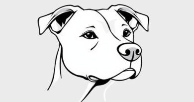 Zygomatic Salivary Gland Dog