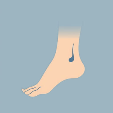 Name The Noticeable Bump On The Outside Of The Ankle