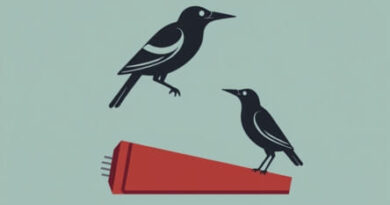 Qbd Butcher And Blackbird