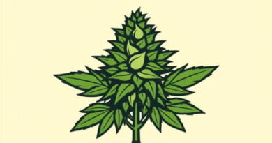 Rare Dankness Feminized Seeds