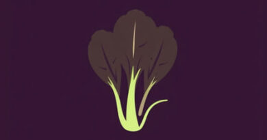 Uses Of Radicchio Lettuce