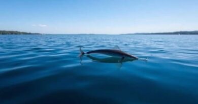 Yo-Zuri T7 Fluorocarbon Review