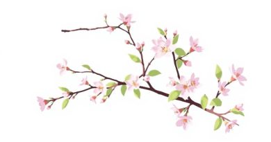 Ash Blossom & Joyous Spring