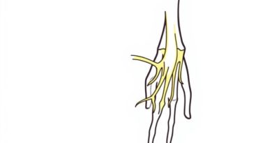 Muscles Supplied By Ulnar Nerve